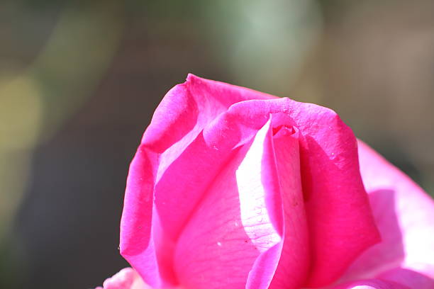 istock Autumn Rose Garden in Tokyo 530842251