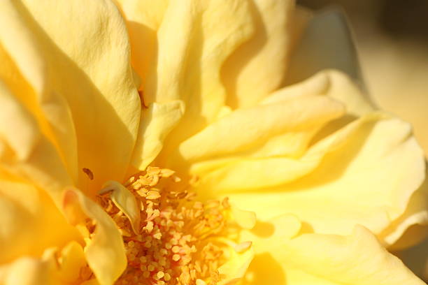 istock Autumn Rose Garden in Tokyo 530843075