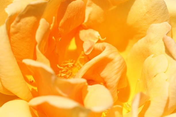 istock Autumn Rose Garden in Tokyo 530843503