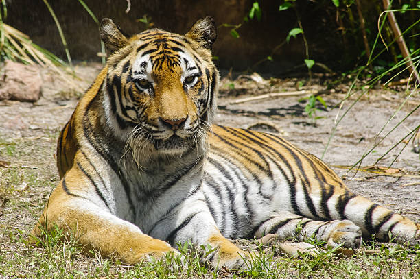 istock Tiger relaxing in the sun 530844763