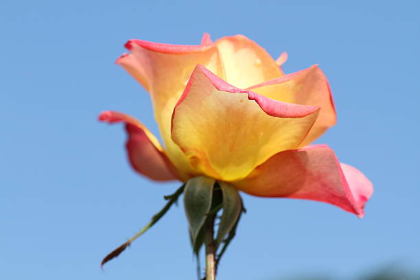 istock Autumn Rose Garden in Tokyo 530844889