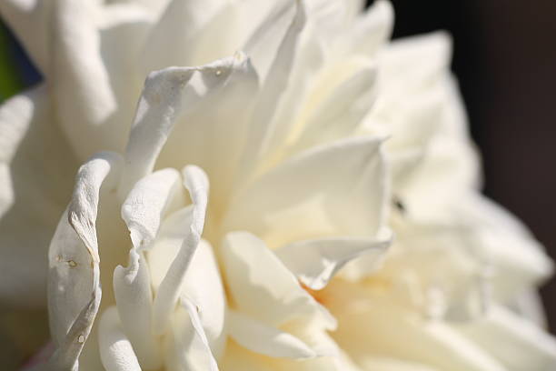 istock Autumn Rose Garden in Tokyo 530845117