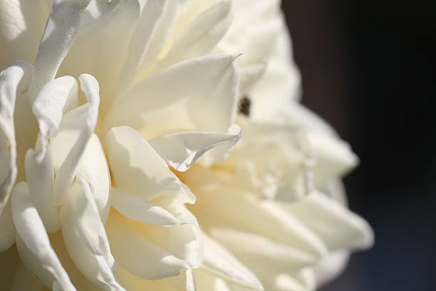 istock Autumn Rose Garden in Tokyo 530845185