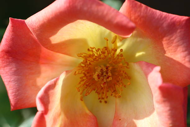 istock Autumn Rose Garden in Tokyo 530845729