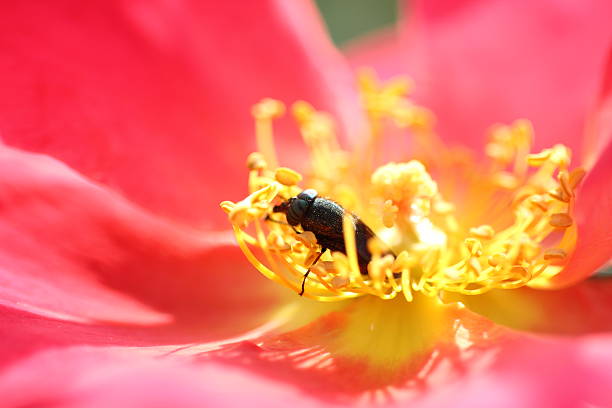 istock Autumn Rose Garden in Tokyo 530845737
