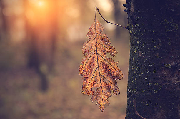 feuille d'automne sur la succursale au coucher du soleil - branch dry defocused close up photos et images de collection