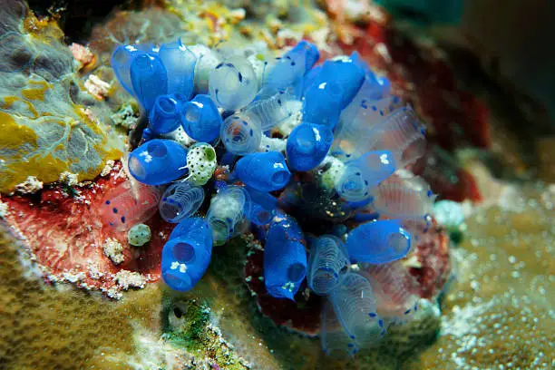 Blue and clear social tunicates (sea squirts) inhabit a Wakatobi, Indonesia, coral reef
