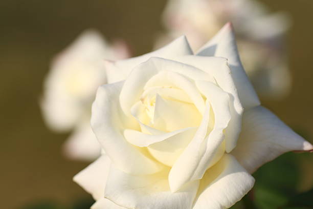 istock Autumn Rose Garden in Tokyo 530851151