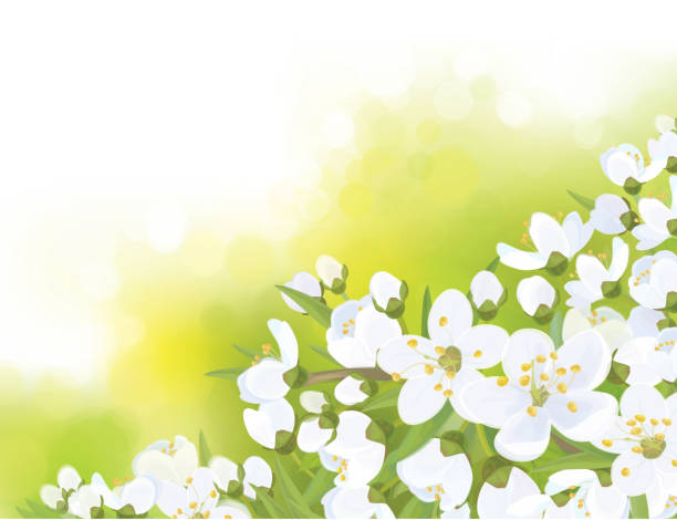 wektor wiosna coraz bogatsza drzewo na tle bokeh. - easter vector corner nature stock illustrations