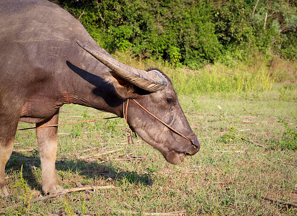 istock Buffalo in field thailand 530853899