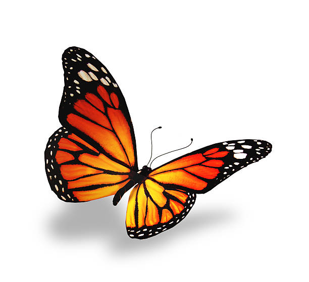 istock Yellow-orange butterfly, isolated on white background 530854549