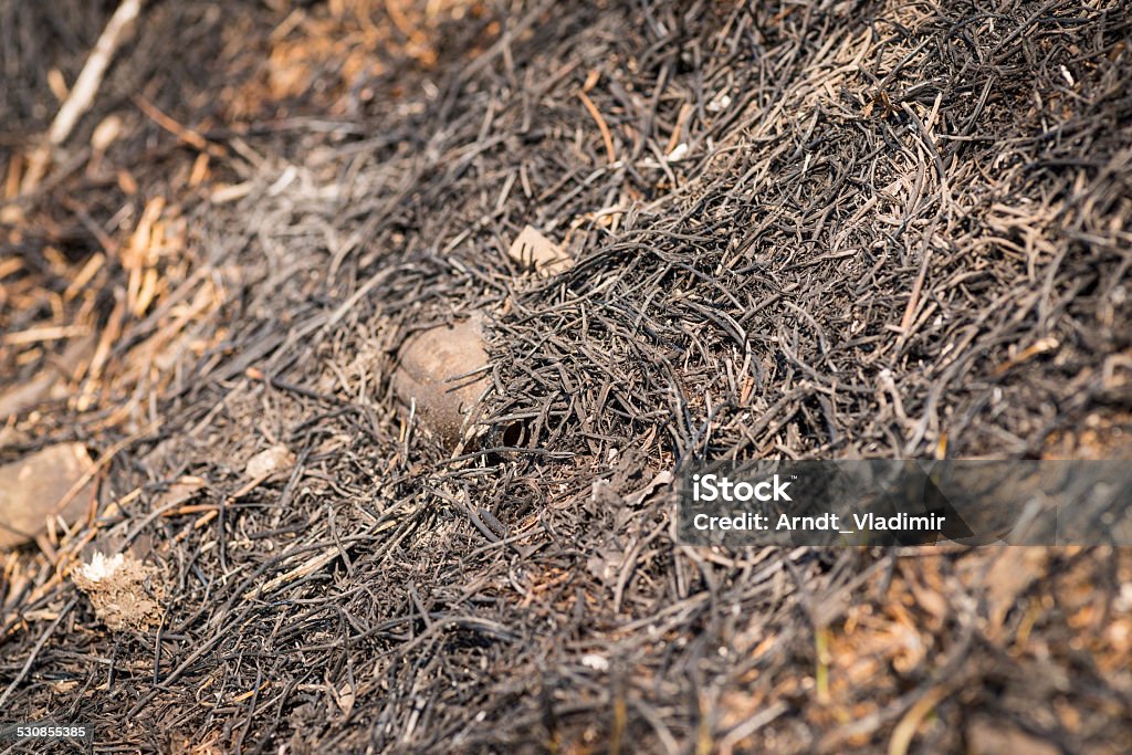 Burned grass. Burned grass after wildfire. Selective focus. Backgrounds Stock Photo