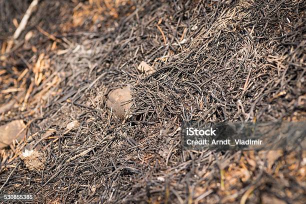 Burned Grass Stock Photo - Download Image Now - Backgrounds, Black Color, Bonfire