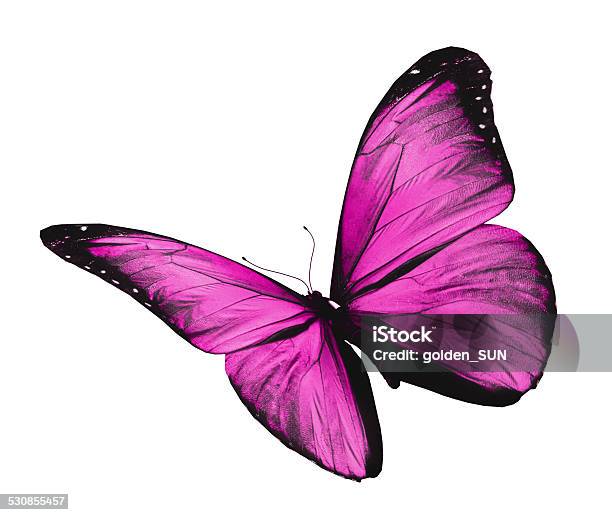 Violet Butterfly Flying Isolated On White Background Stock Photo - Download Image Now