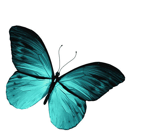 istock Blue butterfly, isolated on white background 530855465