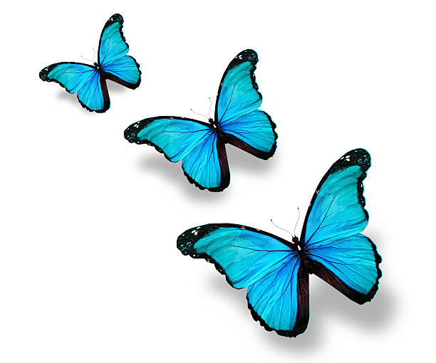 istock Three blue flag butterflies, isolated on white 530855515