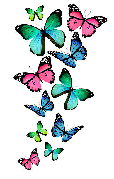 istock Many different butterflies, isolated on white background 530856383