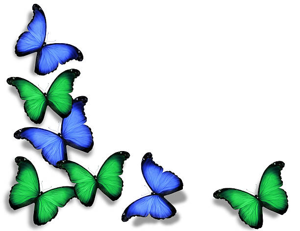 istock Blue green butterflies, isolated on white background 530856719