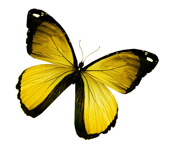 istock Morpho yellow butterfly , isolated on white 530856887