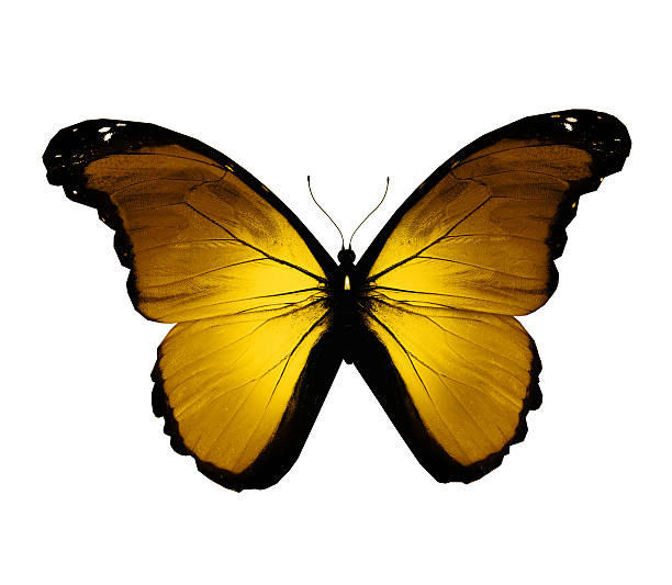 istock Gold butterfly, isolated on white 530856973