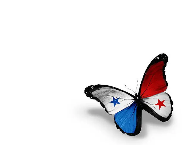 Panamanian flag butterfly, isolated on white background
