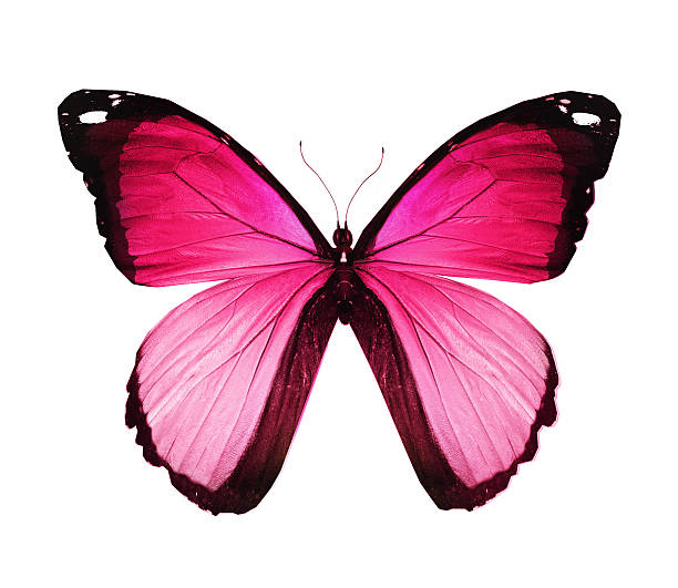 istock Morpho pink butterfly , isolated on white 530857039
