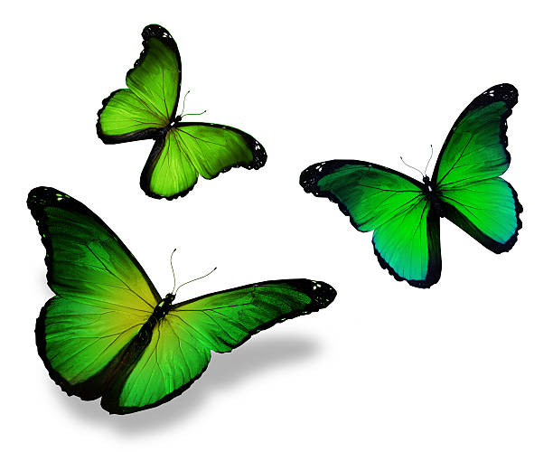 istock Three green butterfly, isolated on white background 530857055