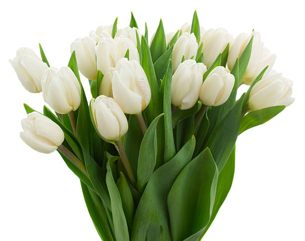 istock bunch   of white  tulips 530857451