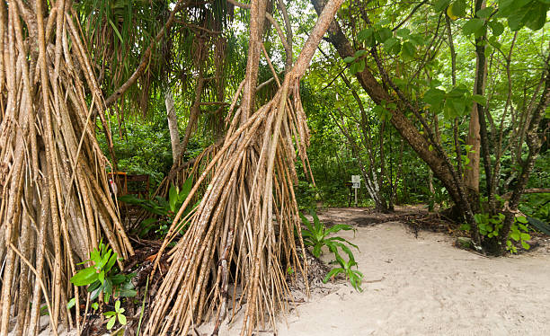 istock Hong Island beach in Krabi Thailand 530857465