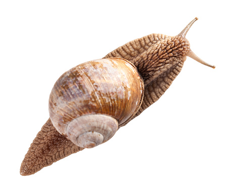 Close-up of Roman snail (Helix pomatia) top view isolated on white background