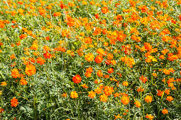 istock yellow cosmos flower in garden 530860035