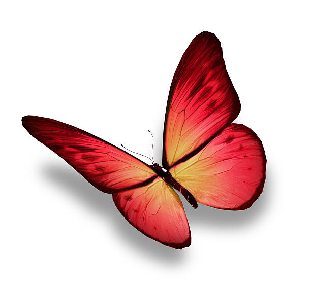 istock Pink butterfly, isolated on white 530860195