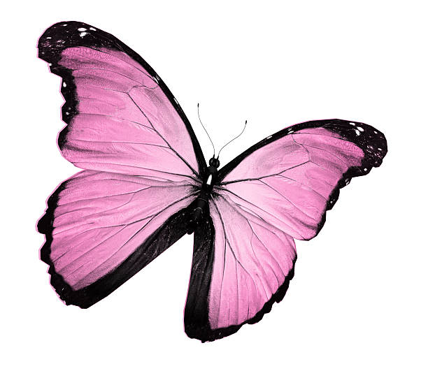 istock Pink butterfly , isolated on white 530860199