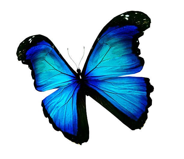 istock Morpho blue butterfly , isolated on white 530861469