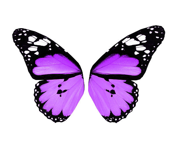istock Wings of violet butterfly, isolated on white background 530862245