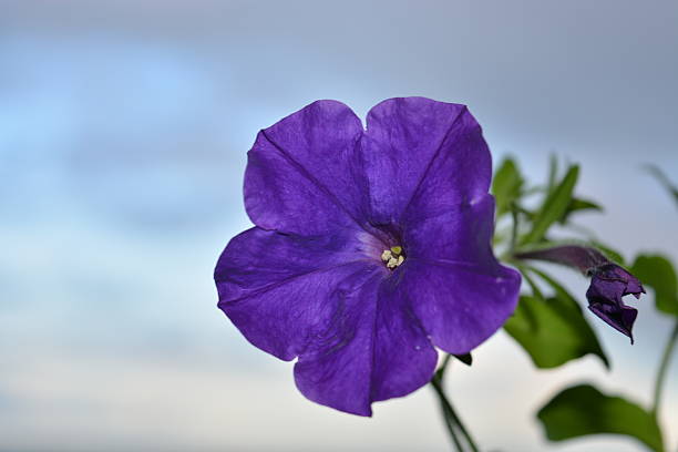 istock Purple flower close up. 530862389