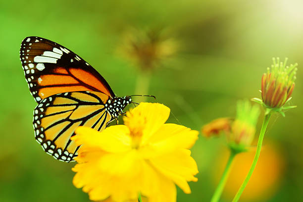 istock butterfly fly in morning nature 530863157