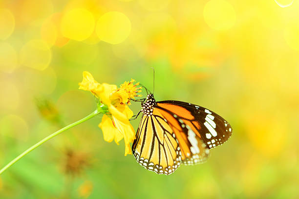 istock butterfly fly in morning nature 530863159