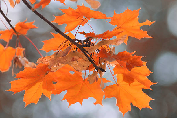 istock orange yellow leaves on a branch concept autumn 530863985
