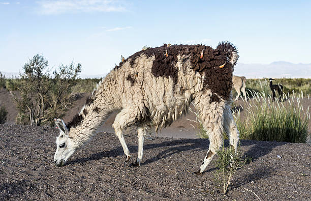 Free picture: Wild lama walking at salt marsh a desert oasis in her ...