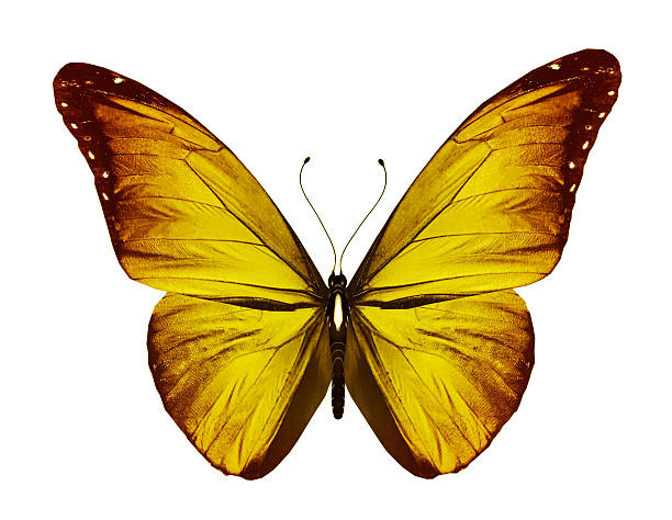 istock Yellow orange butterfly, isolated on white background 530864323