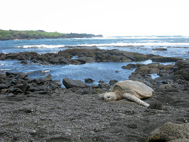 istock Sleeping Tortoise on Black Sand Beach on Hawaii Big Island 530864423