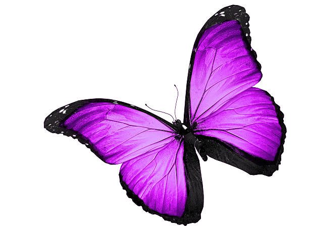 istock Violet butterfly flying, isolated on white background 530864611