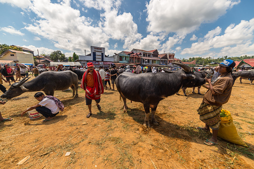 Rantepao, Indonesia - September 7, 2014: buffalo for sell in the famous outdoor livestock market, held every 6 days.