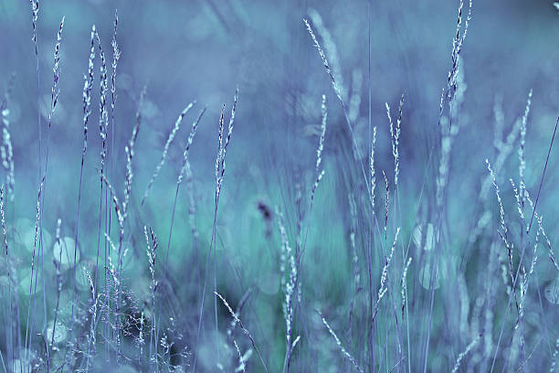 istock autumn cold gray background bokeh grass monochrome 530864981