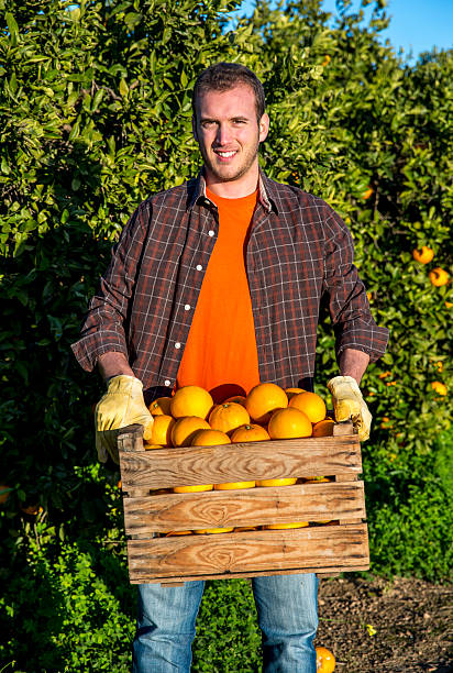 istock Farmer with a basket of oranges 530865585
