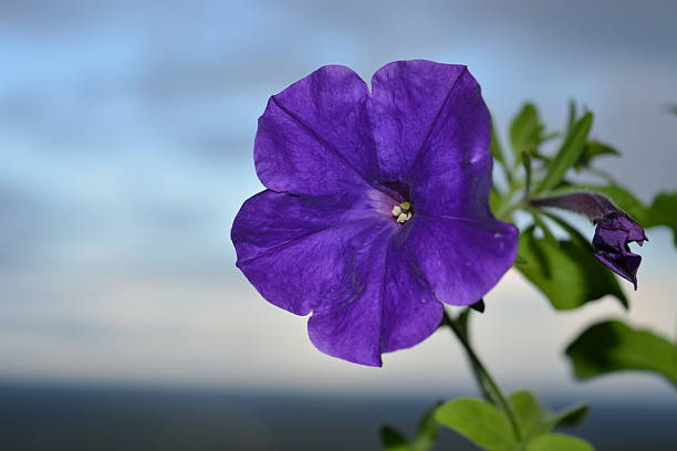 istock Purple flower in foreground focus 530865901