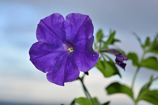 istock Purple flower close up. 530865917