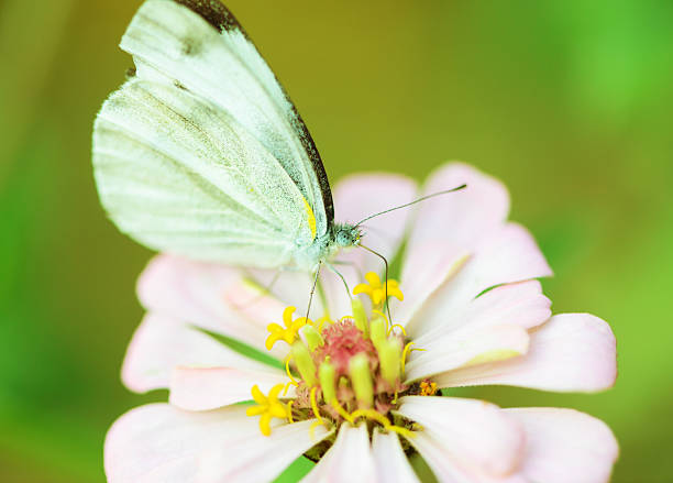 istock butterfly fly in morning nature 530865973