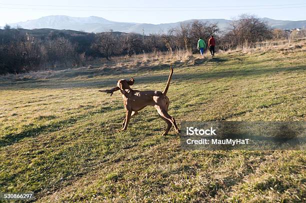 Running Battle Stock Photo - Download Image Now - Animal, Approaching, Brown